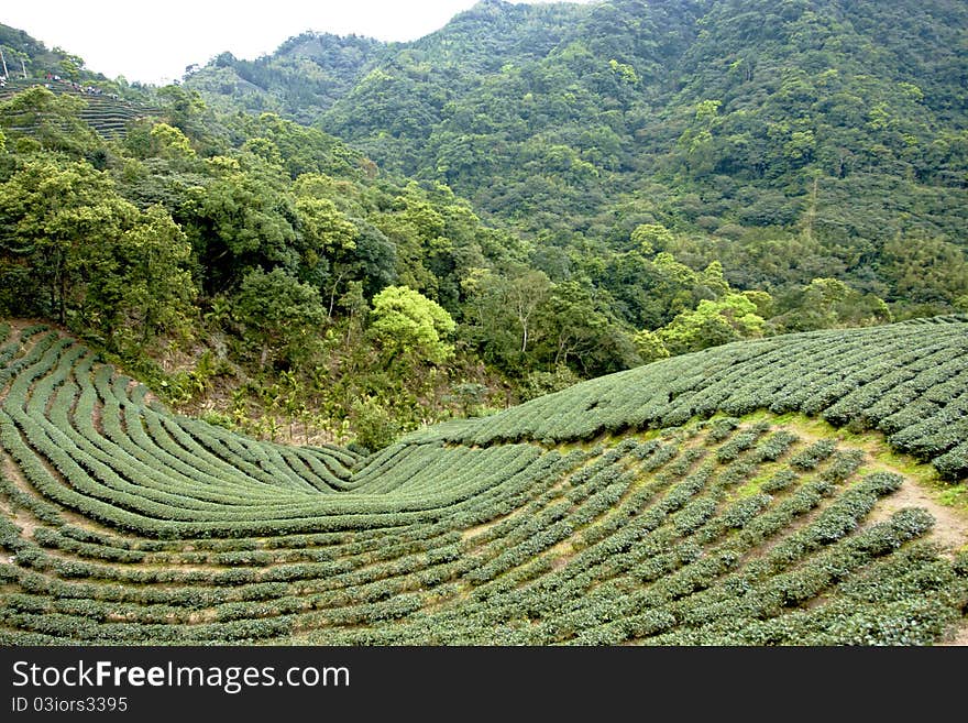 A beautiful scenery include mountains and river and teagarden. A beautiful scenery include mountains and river and teagarden