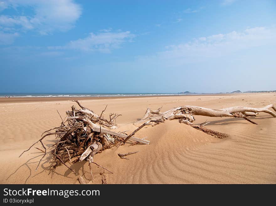 Dead wood seaside beach