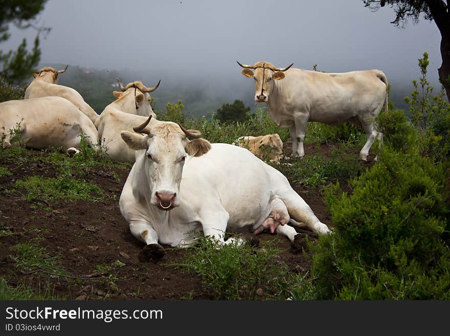 Resting cattle herd