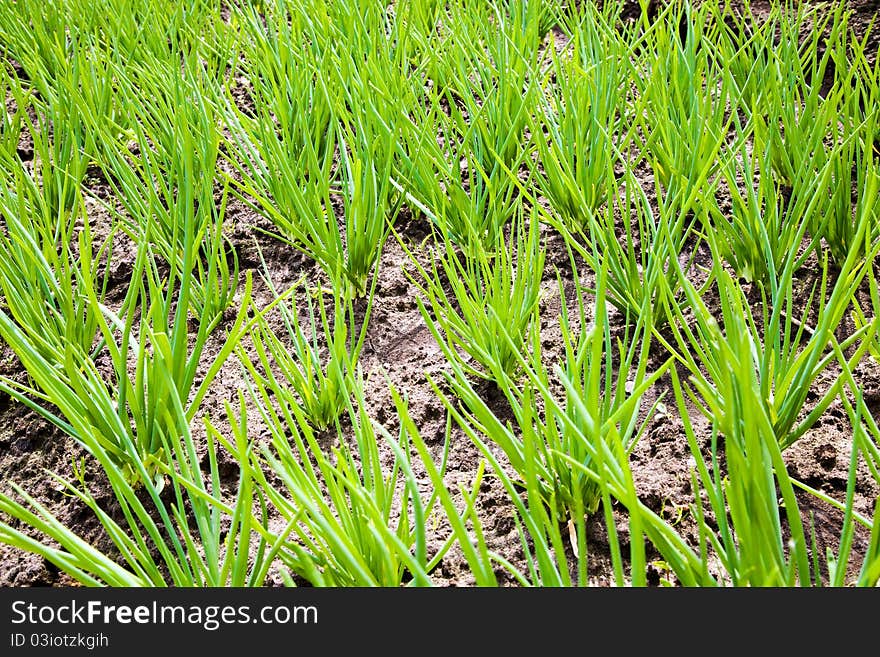 Onions Growing In The Field