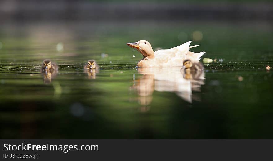 Cute little duck family swimming in water