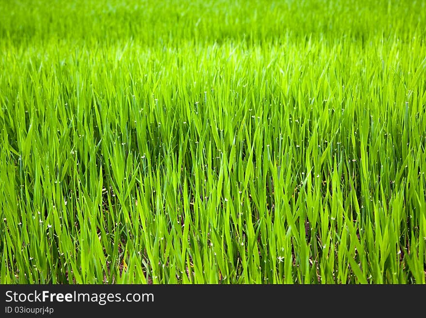 Unripe ear of barley