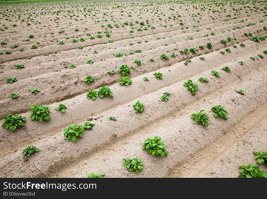 Agricultural field on which the potato recently has sprouted