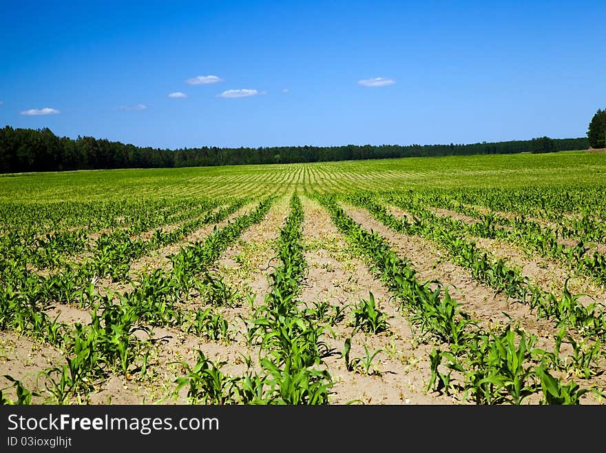 Corn Field