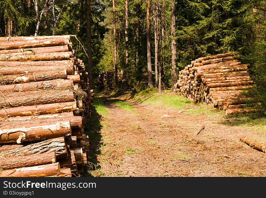 The cut down trees combined together. The cut down trees combined together