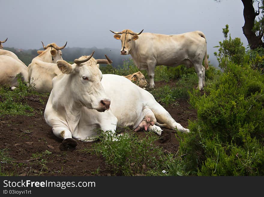 Cattle on a mountain