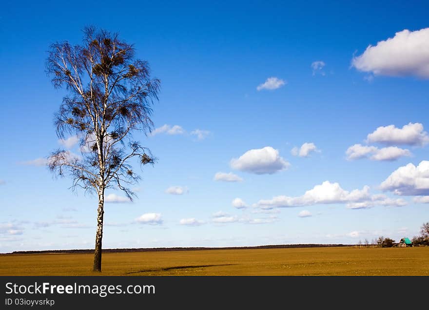 One birch growing in an agricultural field in a spring season