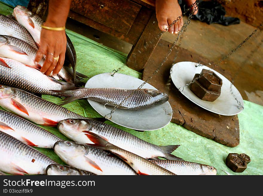 Measuring weight of fresh water fish in Indian fish market. Measuring weight of fresh water fish in Indian fish market