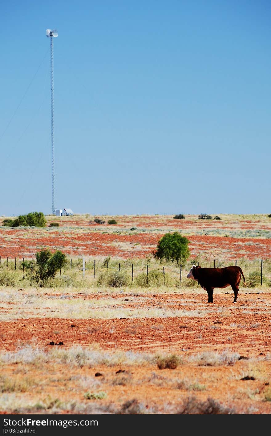 Radio transmitter in the Australian outback with a cow in the foreground. Radio transmitter in the Australian outback with a cow in the foreground