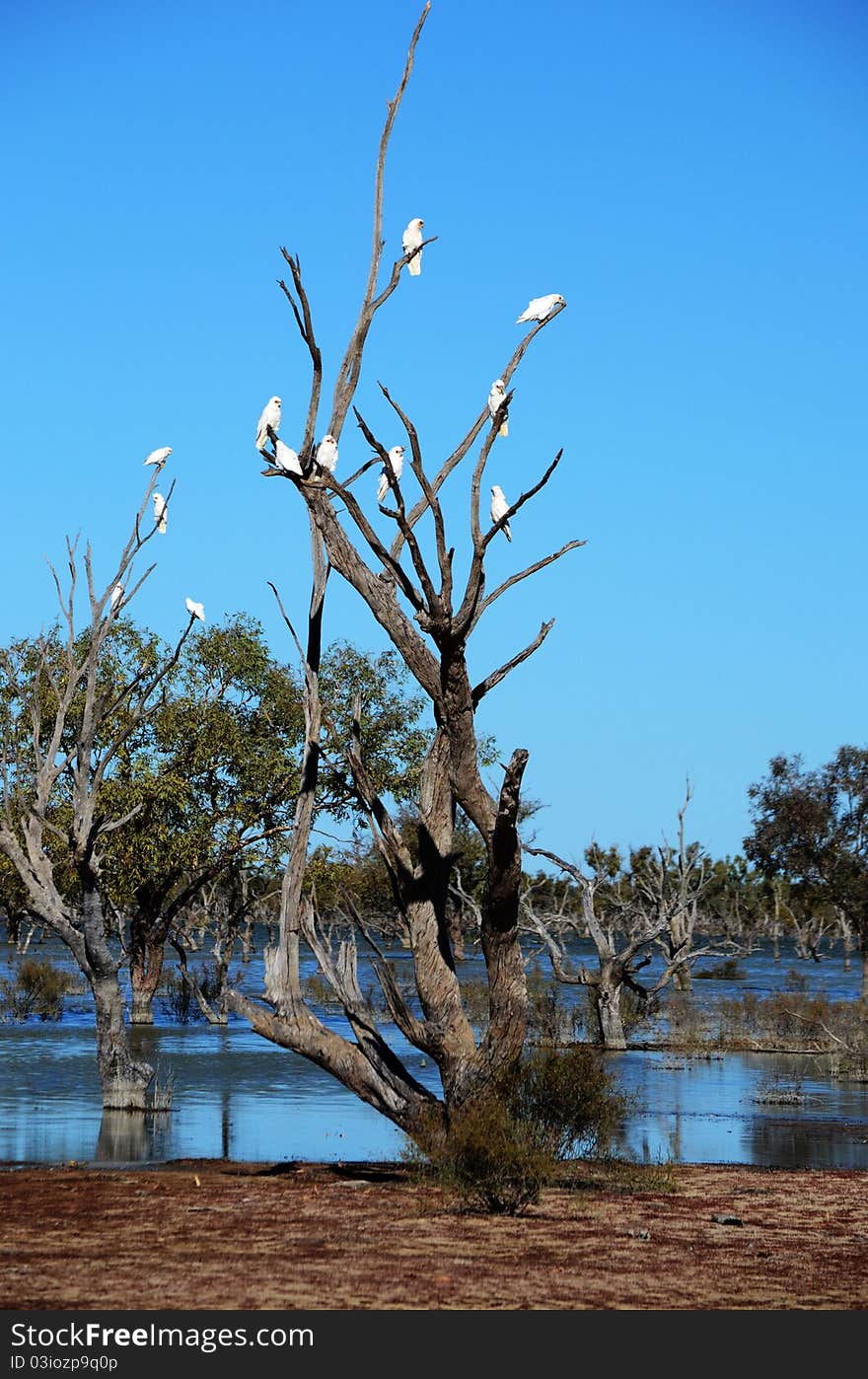 A flock of Little Corellas sitting in a tree surrounded by water. A flock of Little Corellas sitting in a tree surrounded by water