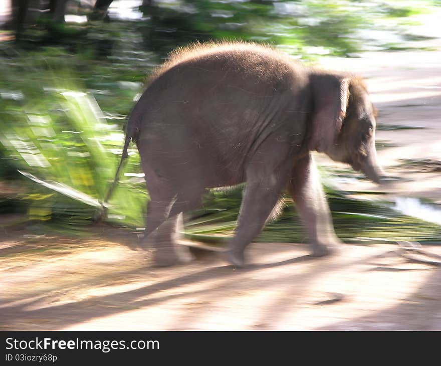 Baby Asian Elephant