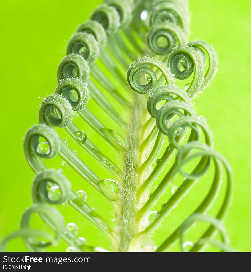 A cycas sprout, isolated on white