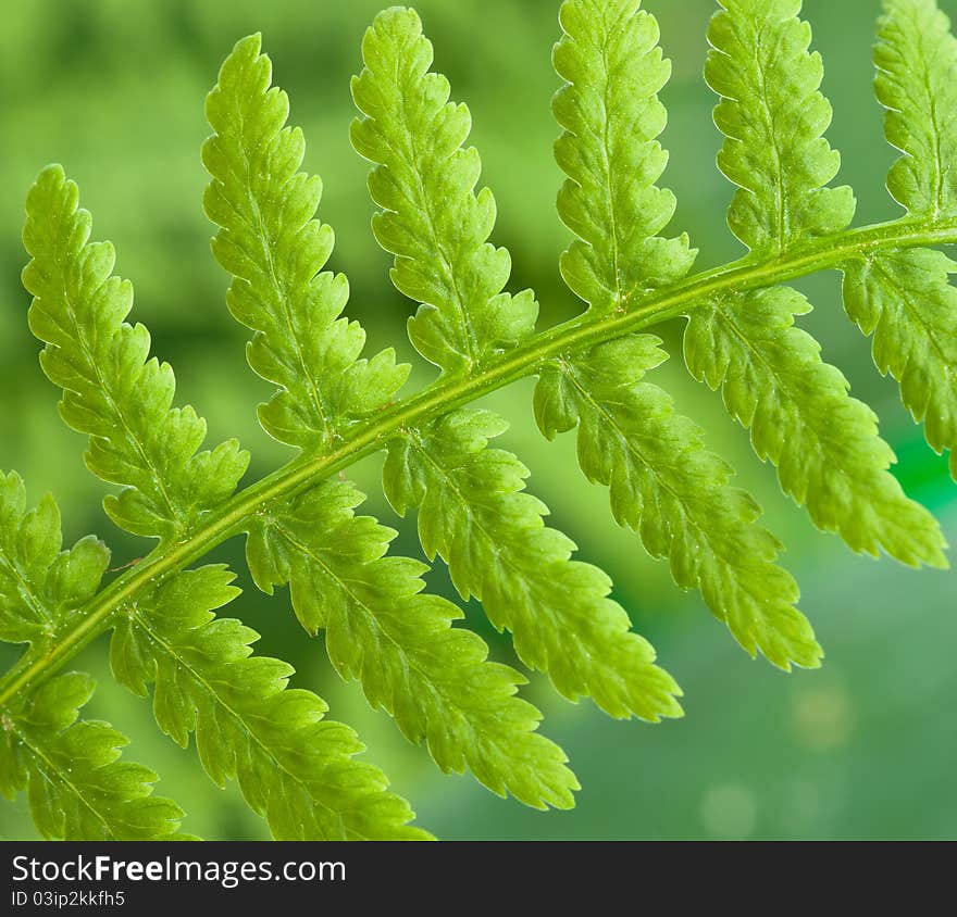 A fern on dreen blur background. A fern on dreen blur background