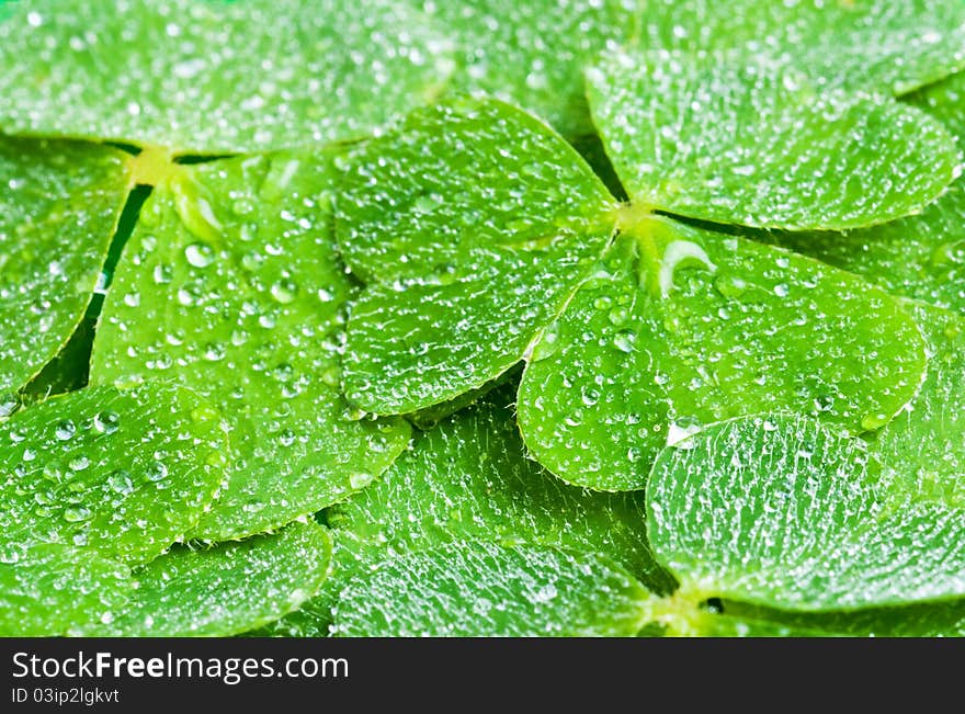 A green cleaver leaves with rain droplets