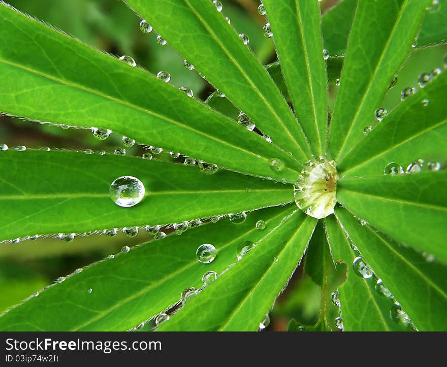 Green leaf with drops of water