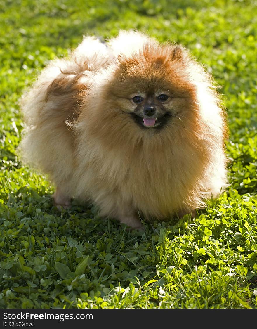 Pomeranian spitz on the grass at sunny day