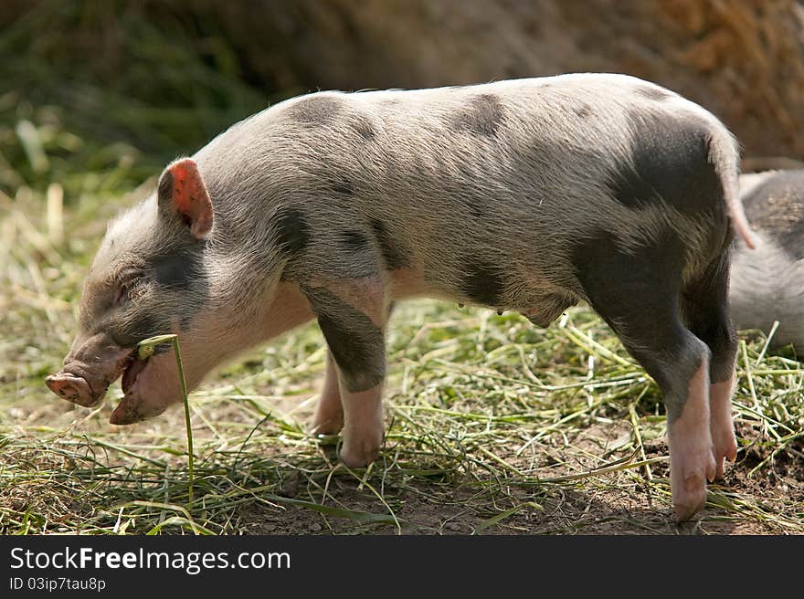 Portrait of a funny little piglet eating grass