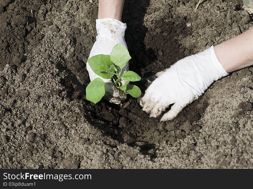 The gardener replaces eggplant sprouts