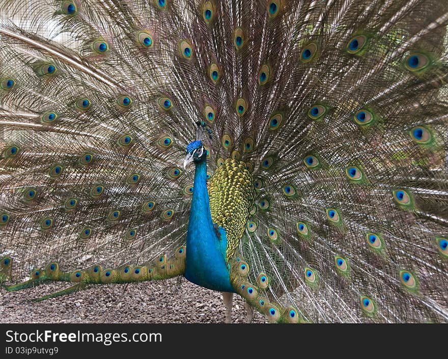 Closeup view of al peacock om background of tail feathers.