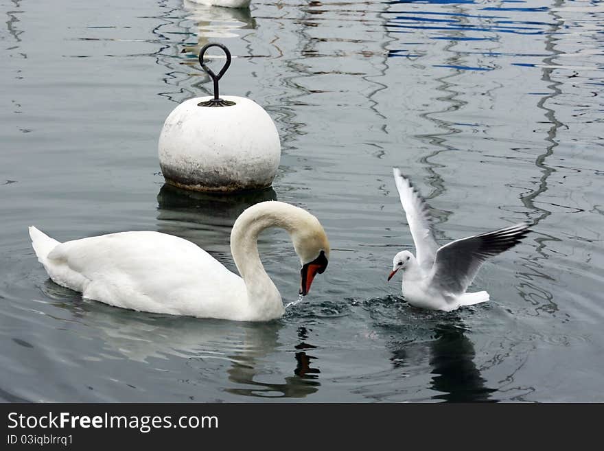 Swan And Seagull