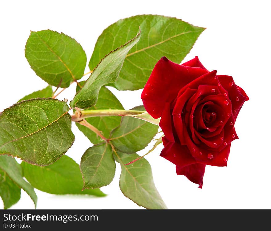 Dark red rose with drops on white background