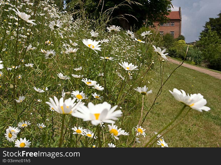 Garden Daisies