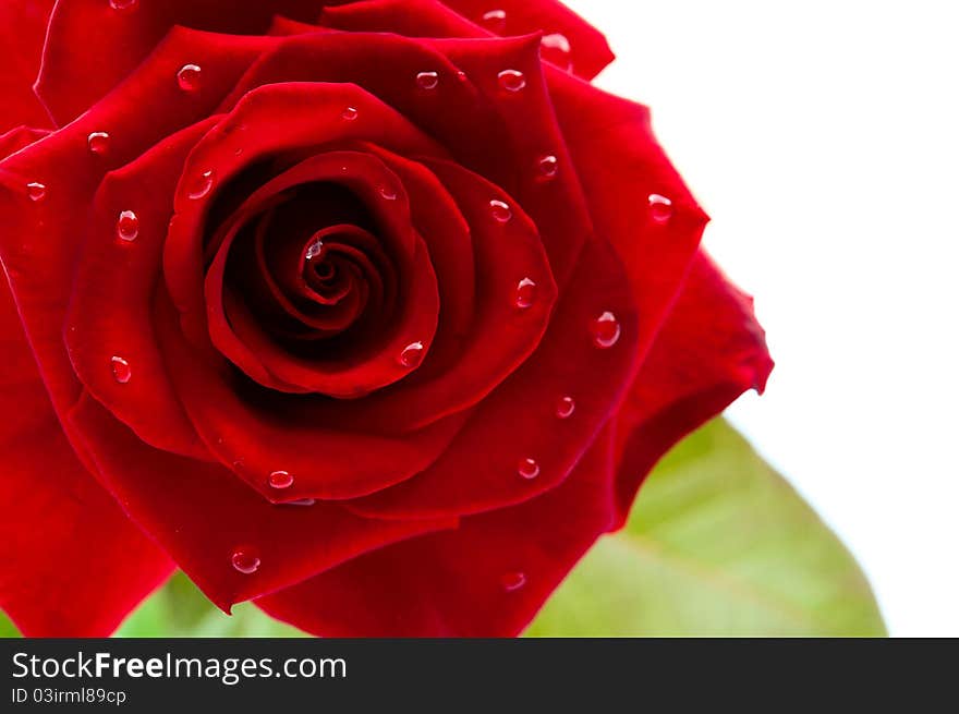 Dark red rose with drops on white background