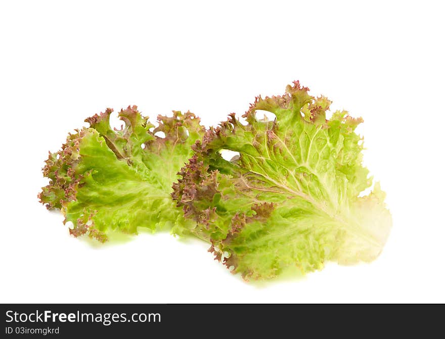 Lettuce leaves on a white background