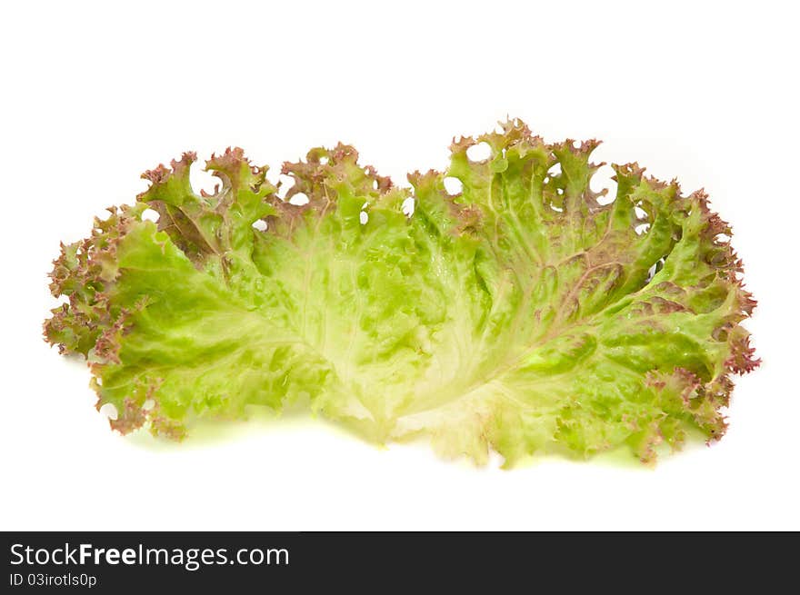 Lettuce leaves on a white background