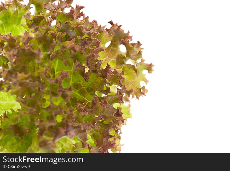 Lettuce leaves on a white background