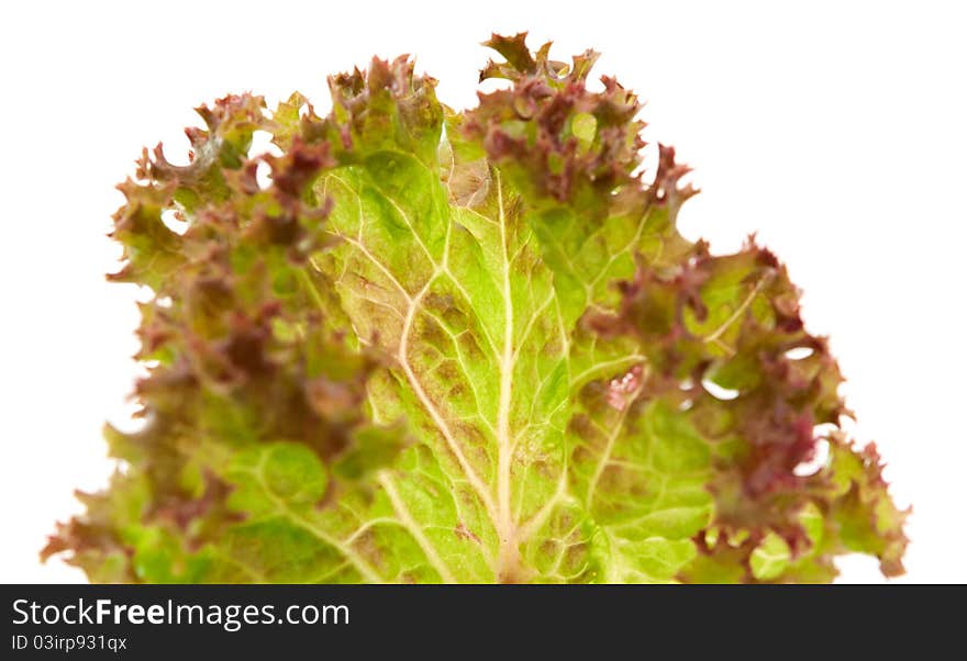 Lettuce leaves on a white background