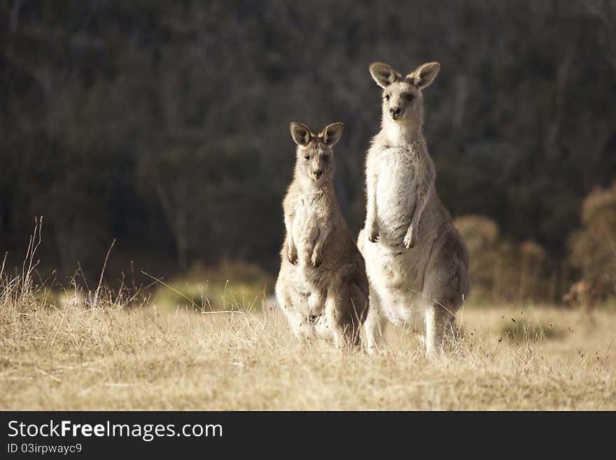 Two Kangaroos staring at the camera