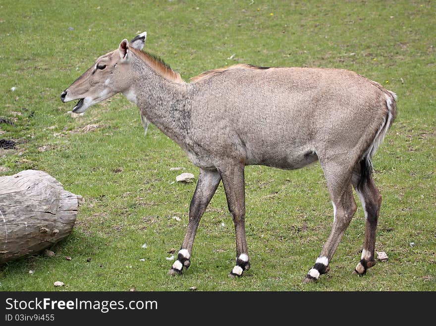 The adult of blue bull in the pasture.