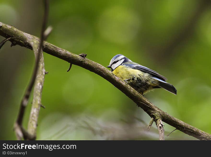 The blue tit sitting on the tweet.