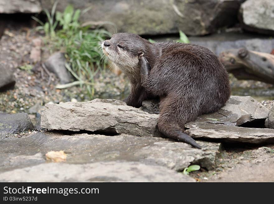 Oriental small-clawed otter