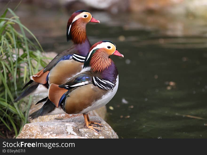 The couple of mandarin ducks.