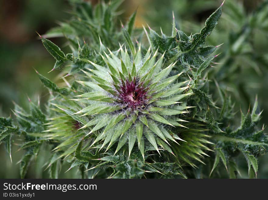 Green Spear Thistle