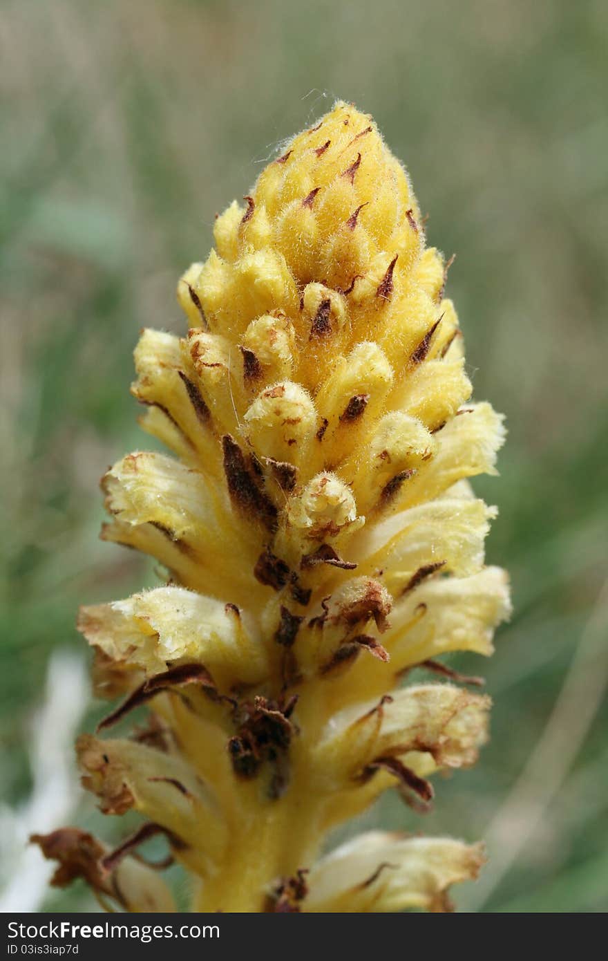 Yellow Broomrape flower in Suffolk. Yellow Broomrape flower in Suffolk