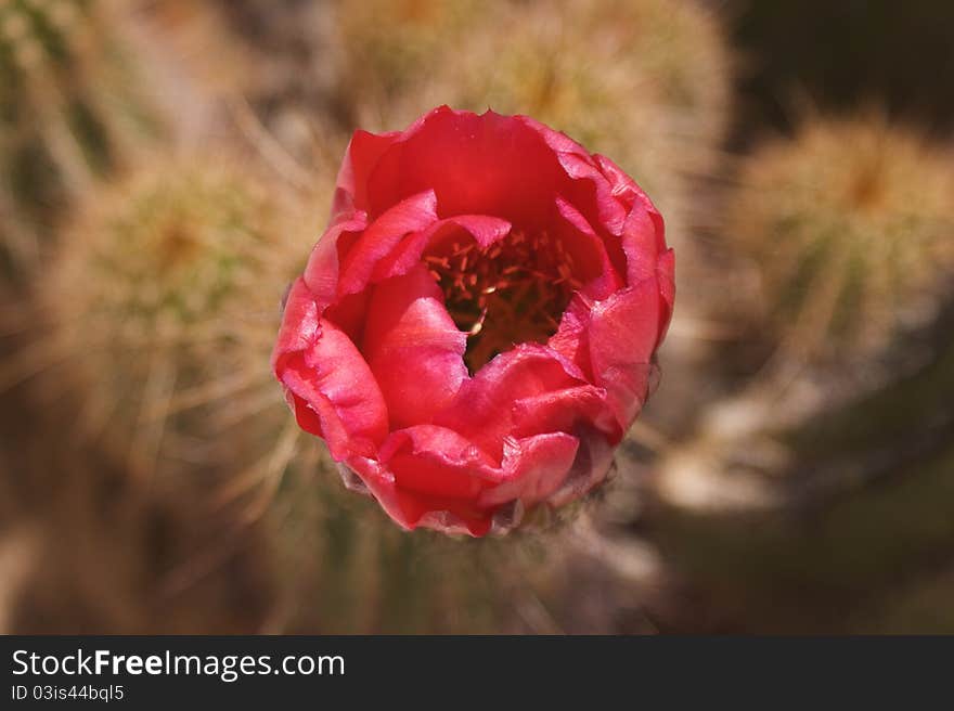 Cactus bloom in the desert just stays for one or two days