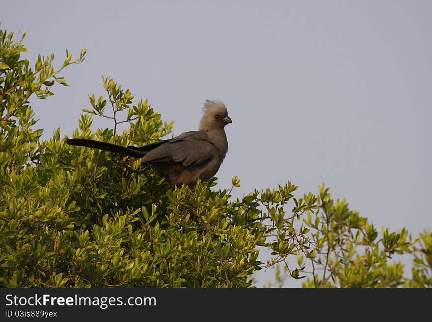 Grey go away bird lourie, perched in a tree. Grey go away bird lourie, perched in a tree