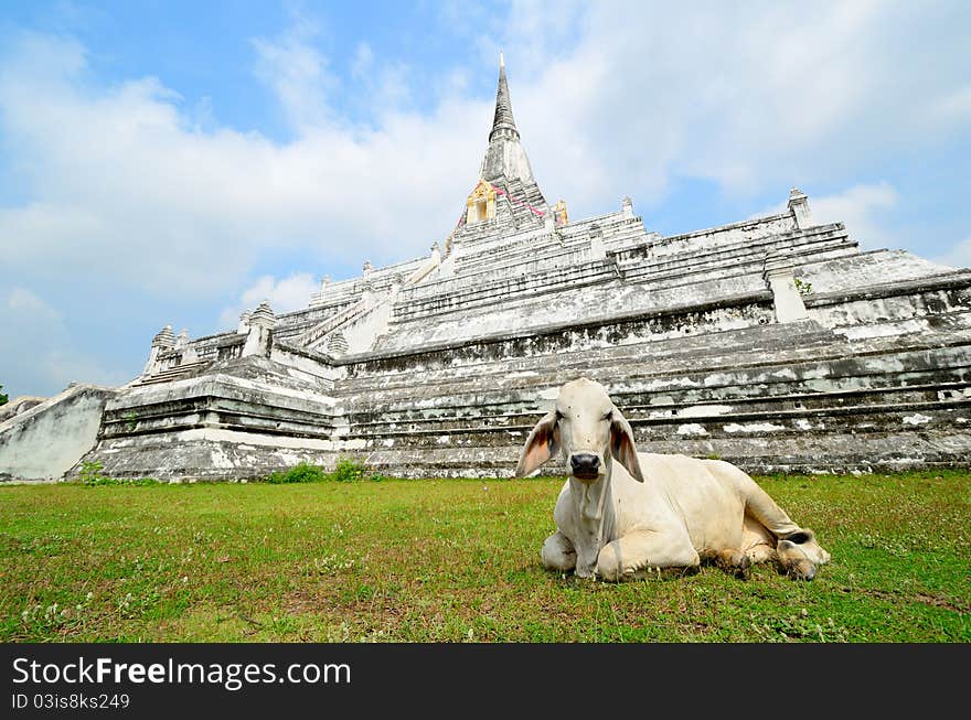 A cow laying on a grass field in front of pagoda of Wat Phukhaothong temple with blue lightly cloud sky background. Ayuthaya, Thailand. A cow laying on a grass field in front of pagoda of Wat Phukhaothong temple with blue lightly cloud sky background. Ayuthaya, Thailand.