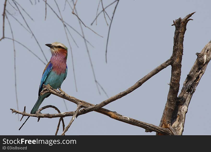 Lilac Breasted Roller perched on a dead Acacia tree, Africa. Lilac Breasted Roller perched on a dead Acacia tree, Africa