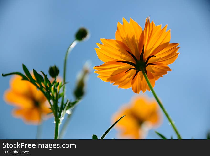 Yellow cosmos flowers shot from down under  against bright blue sky. Yellow cosmos flowers shot from down under  against bright blue sky.