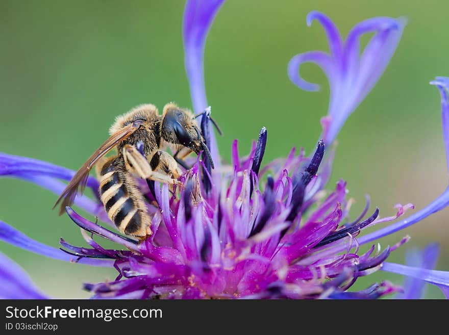 A yellow worker bee on a cornflower. A yellow worker bee on a cornflower