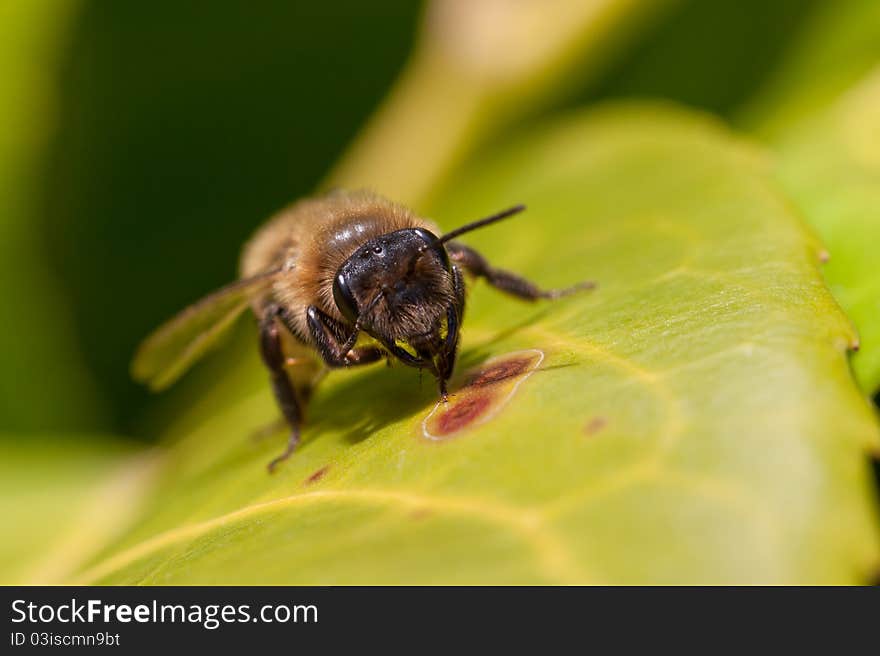 A worker bee making a break on a leaf. A worker bee making a break on a leaf