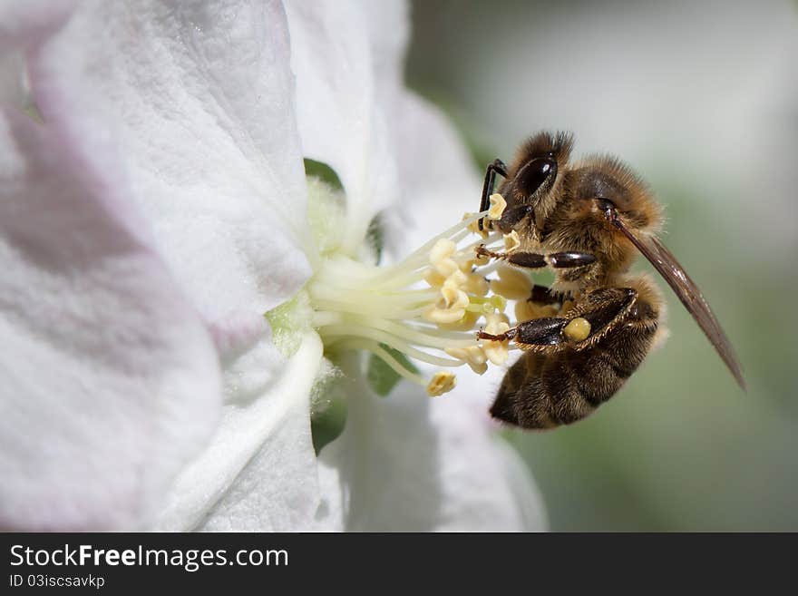 Worker Bee On A Apple Tree