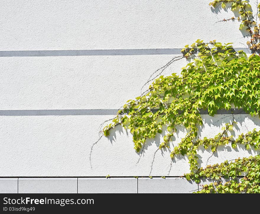 Green loach grows on the gray concrete wall