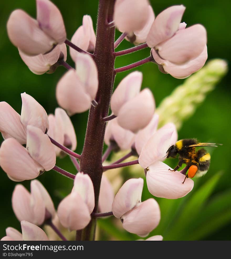 Bumblebee on flower