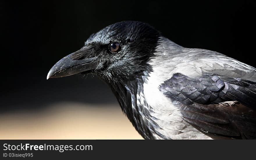 A sharp portrait of a Hooded Crow