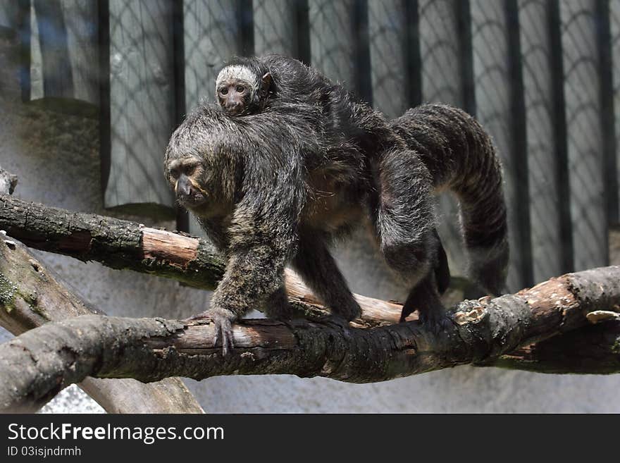 The adult black-mantled tamarin bearing its juvenile on its back.